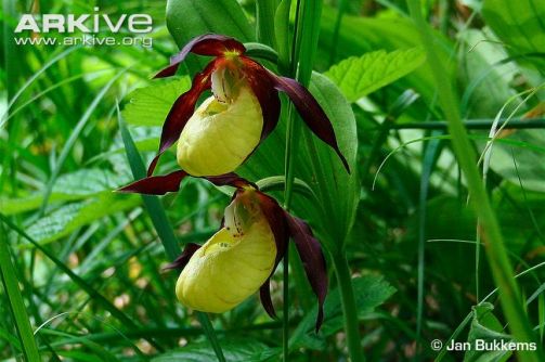 Ladys-slipper-orchid-flowers